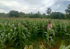 Polsek Pantai Baru Lakukan Patroli Dan Monitoring Tanaman Jagung Bersama Jemaat Kefas
