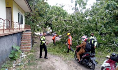 Akibat Hujan Dan Angin Kencang, Satu Pohon Tumbang Sebabkan Arus Lalin Terganggu