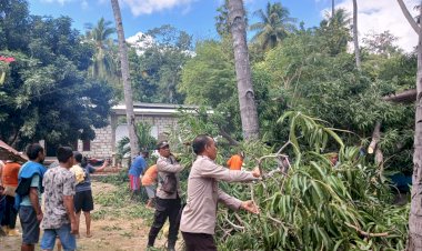 Berumur Tua, Sebuah Pohon Mangga Tumbang Timpa Rumah Warga di Namodale