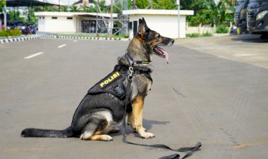 5 Anabul Andalan Pengungkap Kejahatan, dari Kasus Narkoba Hingga Lacak DPO