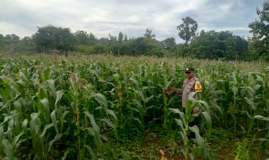 Polsek Pantai Baru Lakukan Patroli Dan Monitoring Tanaman Jagung Bersama Jemaat Kefas