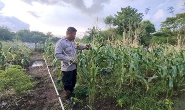 Lahan Pekarangan Bergizi Bhabinkamtibmas Polsek Pantaibaru