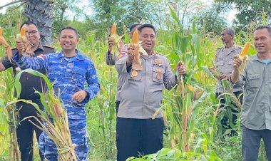 Polres Rote Ndao Melaksanakan Panen Raya Jagung Program Asta Cita Presiden