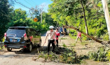 Kasat Lantas Polres Rote Ndao : Hati Hati Melintas Saat Hujan Lebat Karena Potensi Pohon Tumbang Berakibat Fatal Bagi Pengendara
