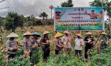 Panen Raya Tahap II Ketahanan Pangan Komuditas Jagung Bersama Pemda Rote Ndao