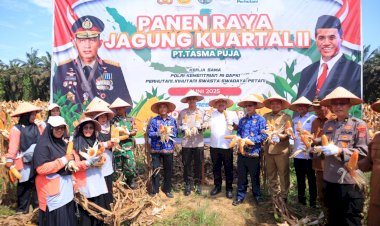 Kapolres Kampar Panen Raya Jagung:  Wujud Dukungan Nyata untuk Ketahanan Pangan Nasional