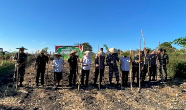 Penanaman Jagung Kuartal III Polres Rote Ndao Digelar Di Kompleks Persawahan Kapasiok