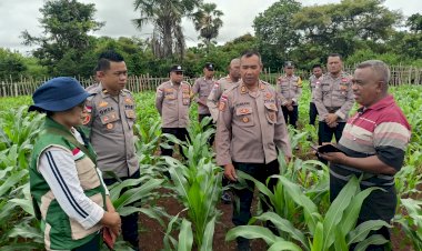 Tim Supervisi Ketahanan Pangan Polres Rote Ndao Lakukan Monitoring Lahan Jagung Program Astacita