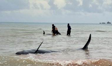 Kapolres Rote Ndao : Total 20 Ekor Paus Pilot Dikuburkan Karena Mati Akibat Terdampar