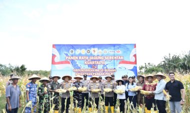 Di Tengah Hujan, Kapolda NTT Pimpin Semangat Ketahanan Pangan Lewat Panen Raya Jagung 2026