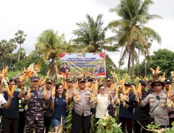 Panen Jagung Kuartal II, Wujud Proaktif Polres Rote Ndao Dukung Kebijakan Kapolda Jadikan NTT Lumbung Jagung