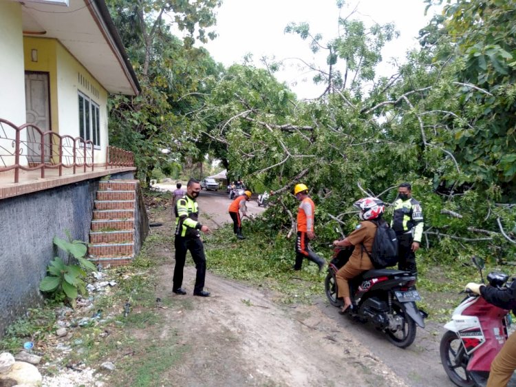 Akibat Hujan Dan Angin Kencang, Satu Pohon Tumbang Sebabkan Arus Lalin Terganggu