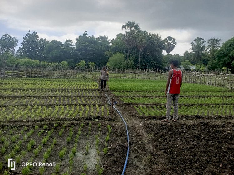 Bhabinkamtibmas Bersama Warga Binaan Pemilik Lahan Pekarangan Produktif