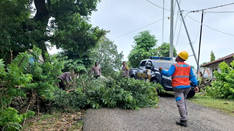 Personel Polsek Lobalain Lakukan Pembersihan Pohon Tumbang Di Jalur Oeleka - Baadale