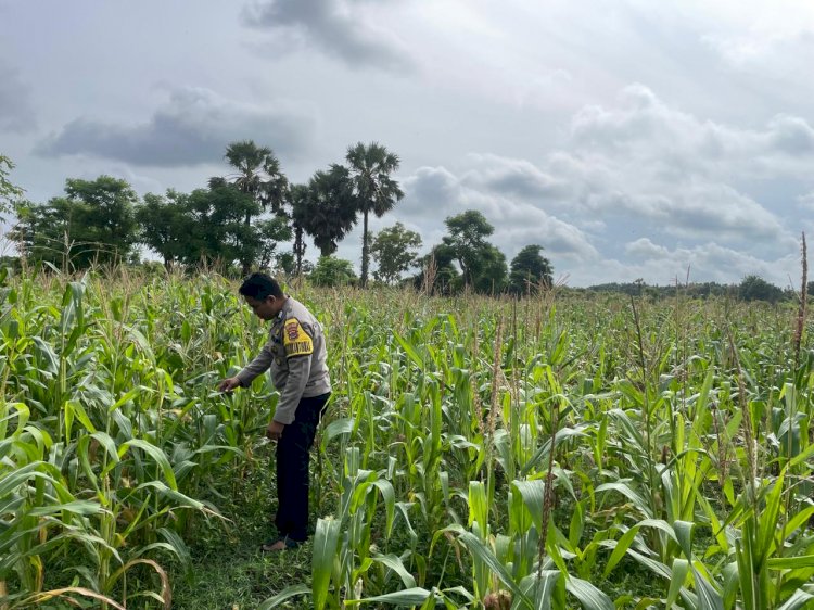 Bhabinkamtibmas Monitoring Lahan Ketahanan Pangan Polsek Rote Barat Laut