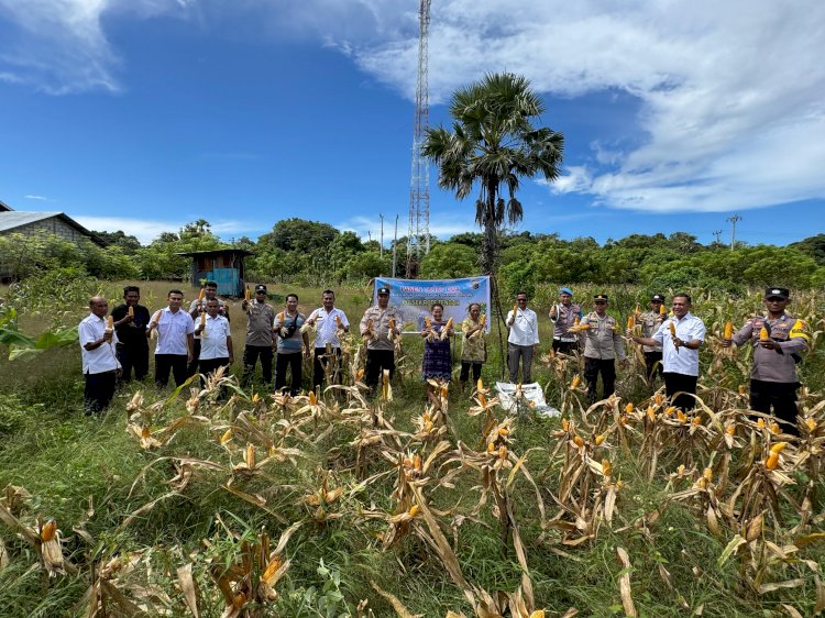 Panen Jagung Program Ketahanan Pangan Tahap II Binaan Polsek Rote Tengah