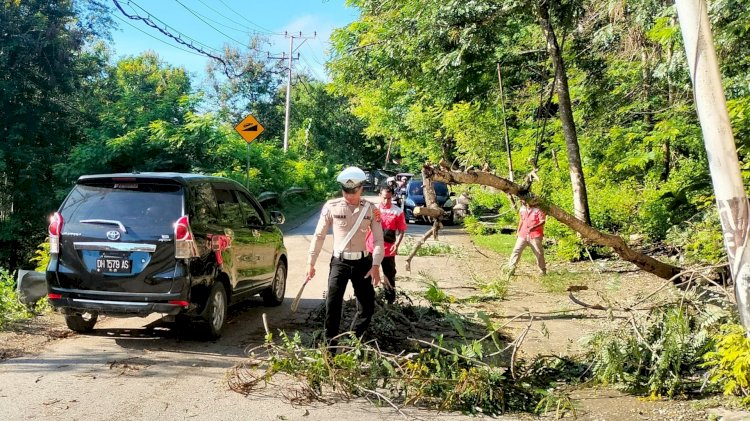 Kasat Lantas Polres Rote Ndao : Hati Hati Melintas Saat Hujan Lebat Karena Potensi Pohon Tumbang Berakibat Fatal Bagi Pengendara