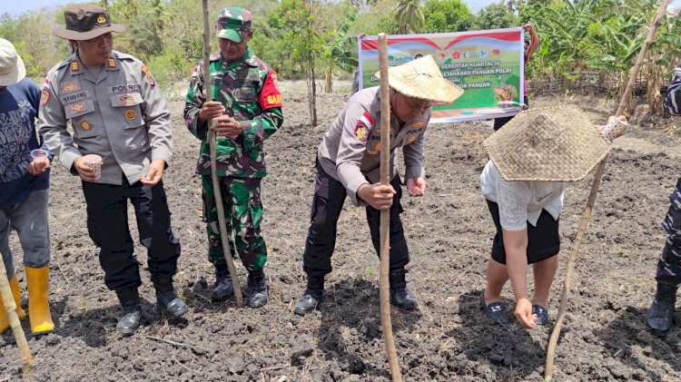 Polres Rote Ndao Lakukan Tanam Jagung Kuartal IV, Dukung Swasembada Pangan Asta Cita Pemerintah