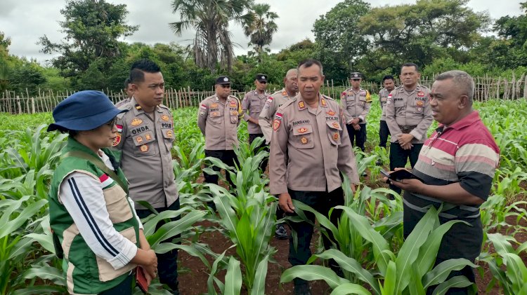 Tim Supervisi Ketahanan Pangan Polres Rote Ndao Lakukan Monitoring Lahan Jagung Program Astacita