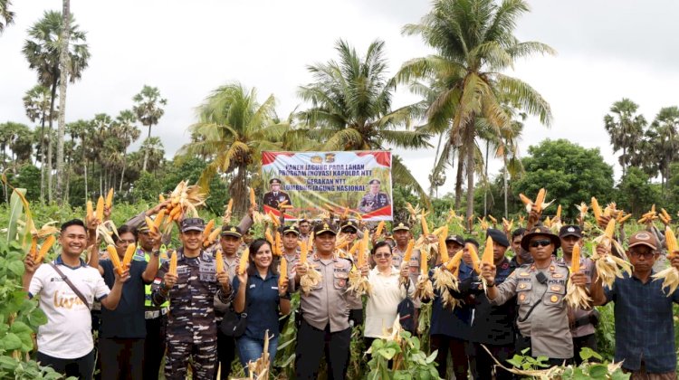 Panen Jagung Kuartal II, Wujud Proaktif Polres Rote Ndao Dukung Kebijakan Kapolda Jadikan NTT Lumbung Jagung
